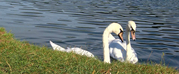 Zwei Schw&auml;ne im Baggersee in Kirchentellinsfurt (Quelle: RIK)