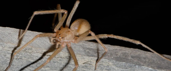 Chilenische Einsiedlerspinne (Quelle: Hubert Höfer / SMNK)