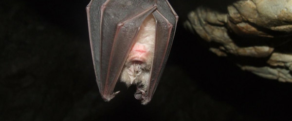 Fledermaus (Quelle: Bild von Gy&ouml;rgy Károly Tóth auf Pixabay )