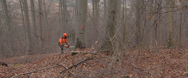 Holzernte (Quelle: RIK)